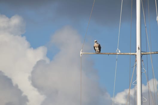 Osprey on the self-propelled mast