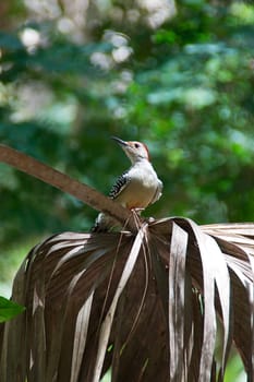 A red bellied woodpecker is perched on a dead palm frond, looking up into the sky.