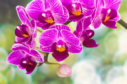 Beautiful pink orchid  - phalaenopsis