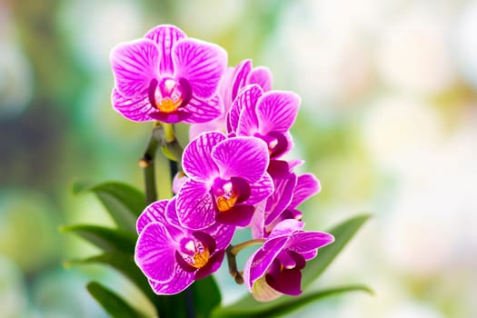 Beautiful pink orchid  - phalaenopsis