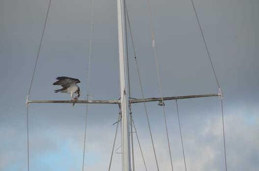 Osprey with fish meal on the self-propelled ship mast