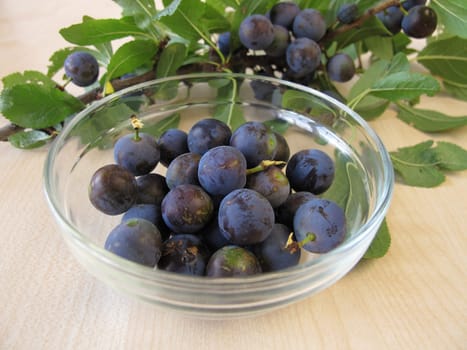 Sloe branch and a bowl of sloe fruits