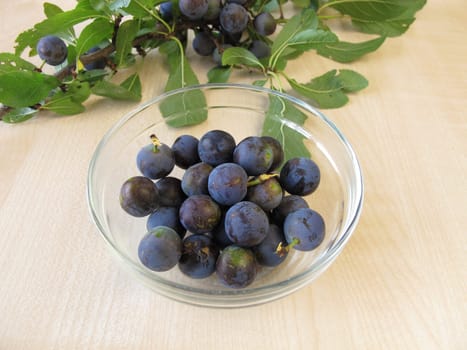Sloe branch and a bowl of sloe fruits