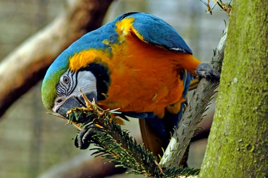Yellow-breasted Macaw