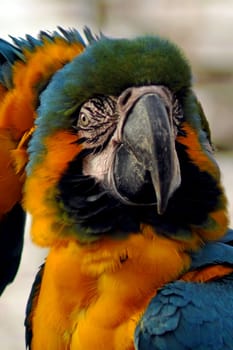 Yellow-breasted macaw