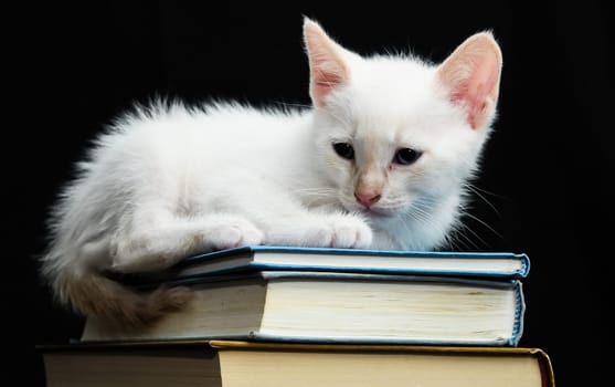 White Young Baby Cat on a Black Background
