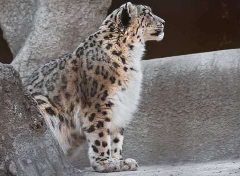 Beautiful close-up photo of rare Snow Leopard