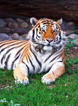 Wild and agressive Bengal tiger in zoo