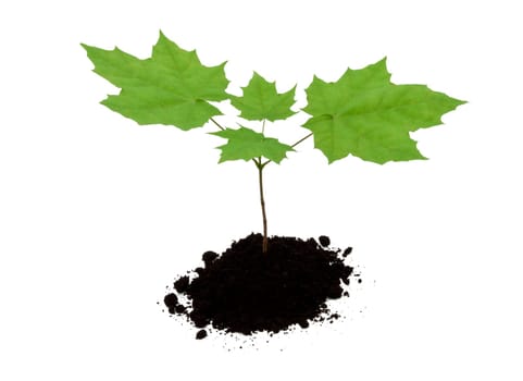 Small young tree isolated on white background
