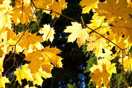 Beautiful photo of autumn golden yellow maple leaves