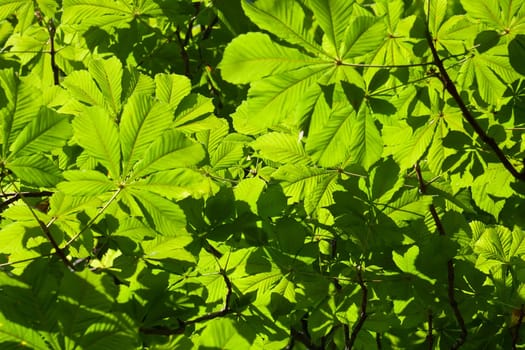 Lush green leaves background in bright sunlight