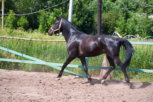 Beautiful photo of horse outdoors in summer