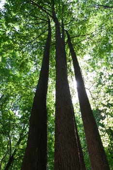 Beautiful photo of green forest on sunny day