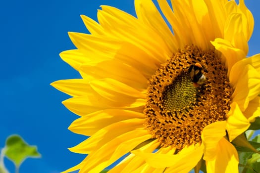 Beautiful close-up photo of big yellow sunflower