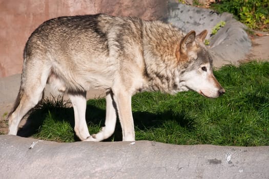 Nice close up portrait of gray wolf