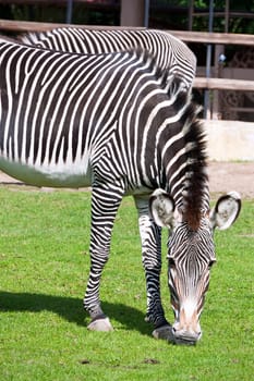 Nice close-up photo of young male zebra in zoo