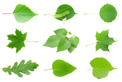 Set of green leaves isolated on white background