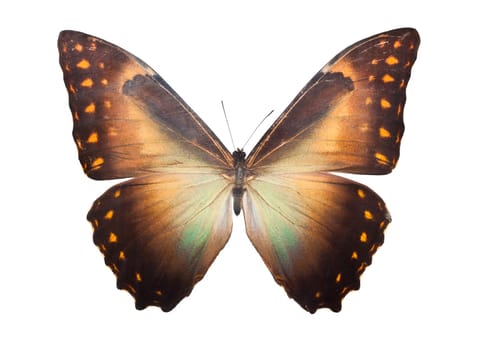 Beautiful tropical butterfly Morpho Telemachus isolated on white background