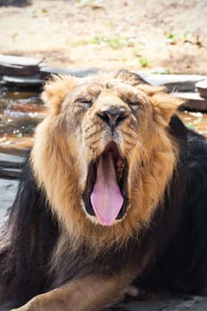 King of animals - African male lion in zoo