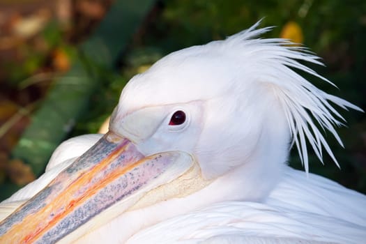 Beautiufl close-up photo of cute white pelican