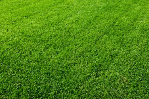 Green lush grass background under bright sunlight