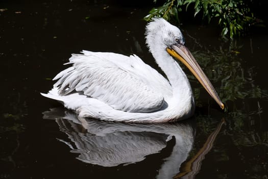 Beautiufl close-up photo of cute white pelican