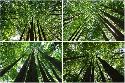 Beautiful photos of green forest on sunny day