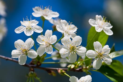 Beautiful spring blossom of apple cherry tree with white flowers