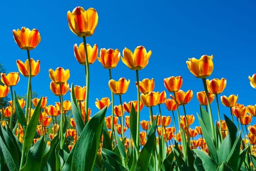 Beautiful colourful tulip flowers background in spring