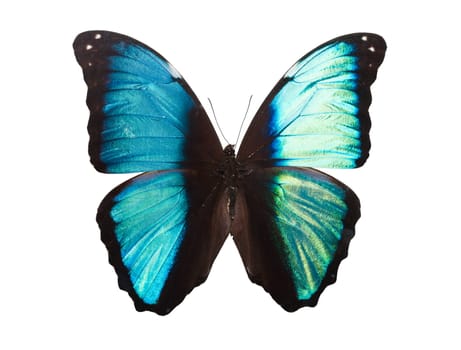 Beautiful tropical butterfly Deidamia Morpho isolated on white background