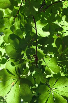 Lush green leaves background in bright sunlight
