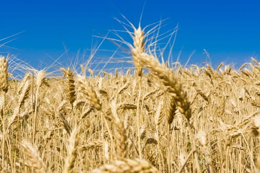 Beautiful golden wheat field under blue sky