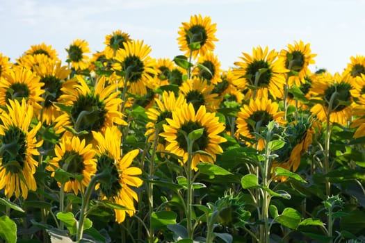 Beautiful blooming field of sunflowers under blue sky