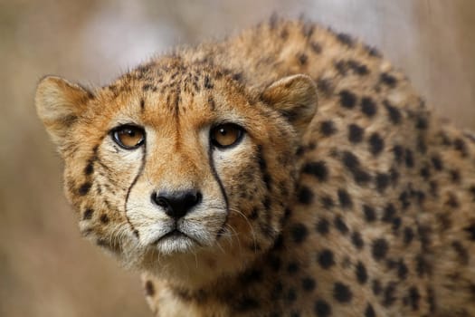 Cheetah