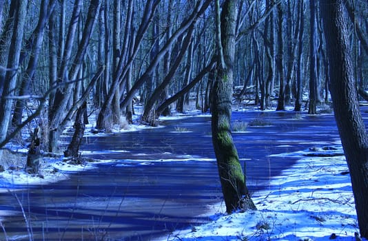 Winter forest in the Vorpommersche Boddenlandschaft National Park,Fischland-Darß-Zingst,Mecklenburg-Vorpommern,Germany