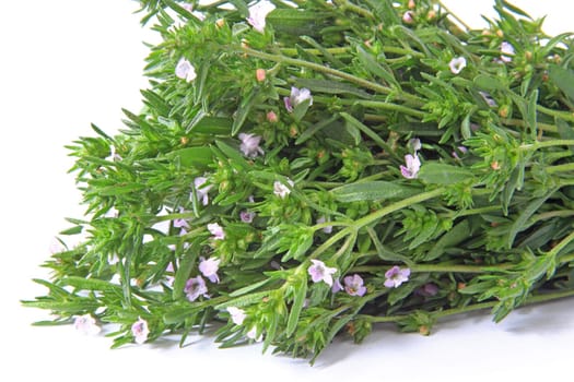 a bunch of savory (Satureja hortensis) against a white background