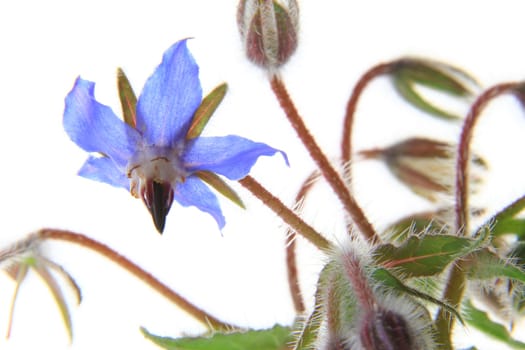 Borage (Borago officinalis) against a white background