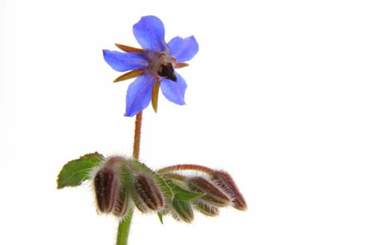 Borage (Borago officinalis) - single flower against a white background