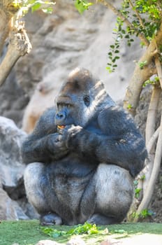 Strong Adult Black Gorilla on the Green Floor