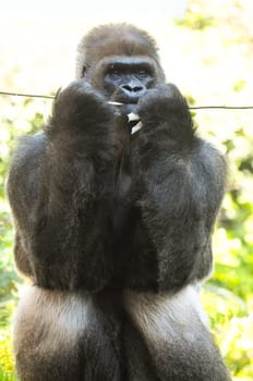 Strong Adult Black Gorilla on the Green Floor