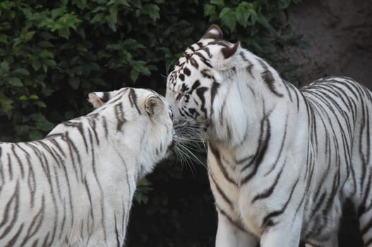 Rare Black and White Striped Adult Tiger