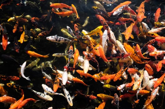 Many Colored Koi Carps in a Dark Pond