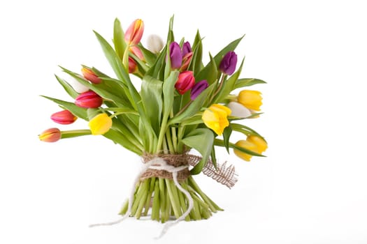 Tulips bound
