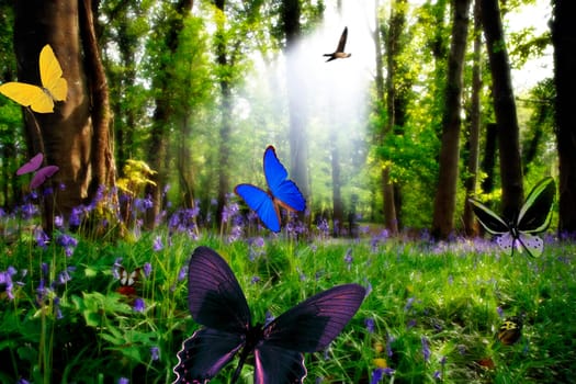 a wood full of bluebells