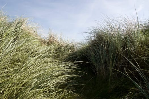 tall dune grass on the coast of Kerry Ireland gently blowing in the breeze