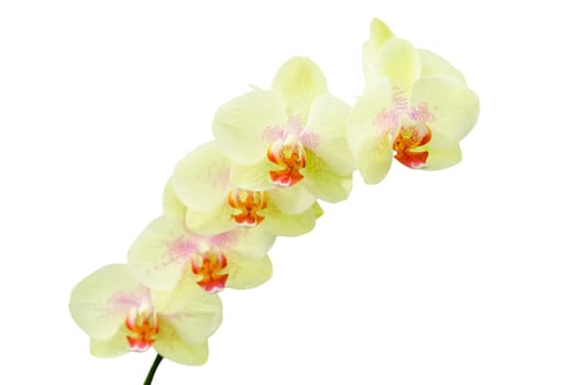 Pastel colored yellow green orchids flower isolate