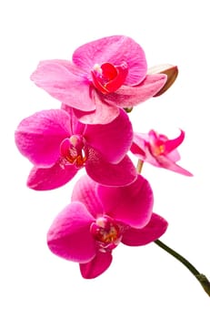 Purple orchids flowers small branch with bud isolate