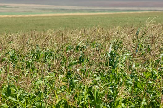 Colorful field of maize. Corn field