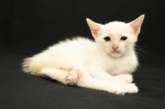 White Young Baby Cat on a Black Background