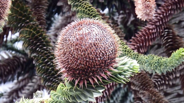 Araucaria has several names: "Snake tree,scaly fir,monkey tail tree,etc.,is a plant species belonging to the Araucariaceae family."